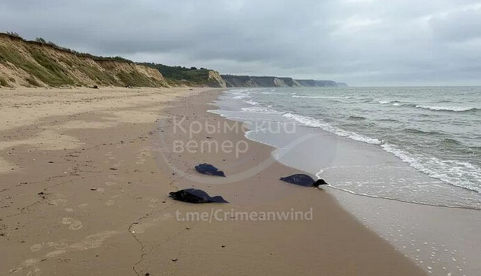 На берегу Керченского пролива местные находят мертвых птиц