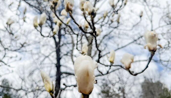 ​У Києві зацвіли сакури і магнолії