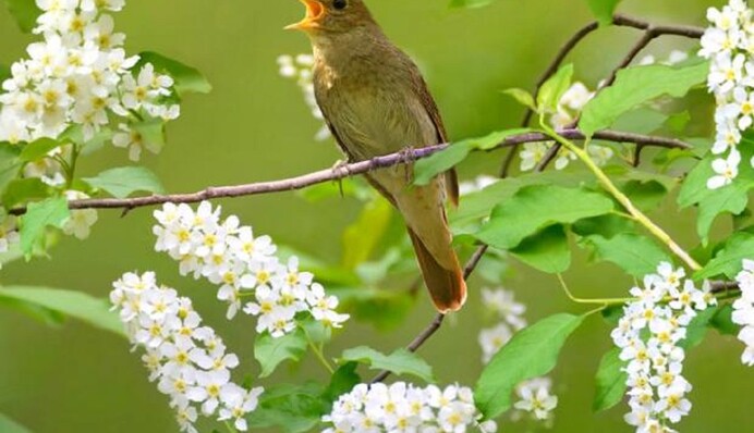 Лягушки, ласточки, гром и комары: как в древности предсказывали погоду
