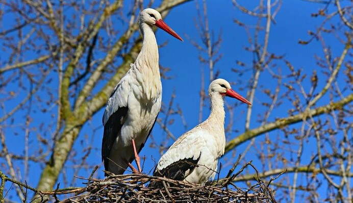 Хороший знак или предупреждение? Что значит увидеть в небе аиста