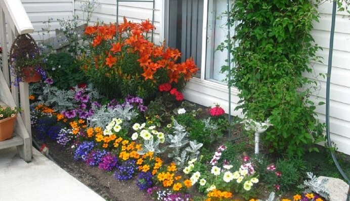 Будуть квітнути все літо: топ-5 невибагливих рослин для домашньої клумби