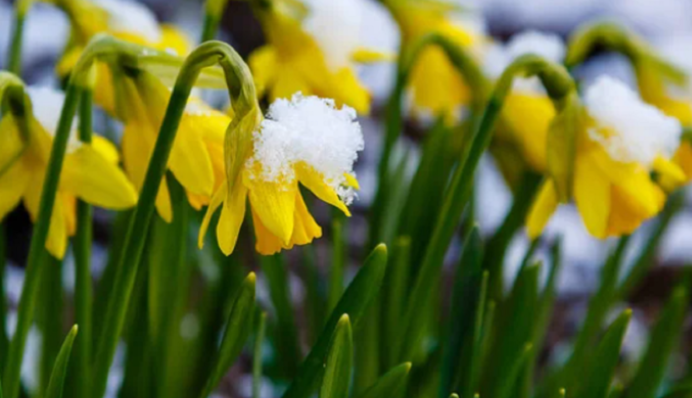 Снегопады и аномальное тепло: погода в первые выходные апреля поразит контрастом