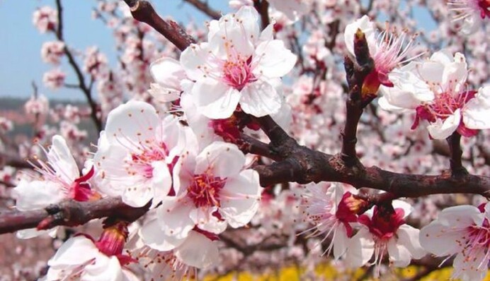 Надвигаются морозы: как уберечь цветущие деревья во время сильного похолодания