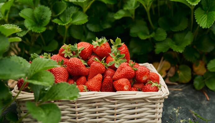 Урожай будет в разы больше: чем лучше подкармливать клубнику весной