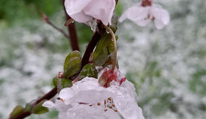 Зима пришла в апреле: Пол Украины засыпало снегом