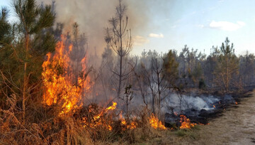 ​Еколог назвав терміни відновлення лісів України після війни
