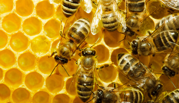 ​Хвороба потрапила через Росію: в Грузії бджоли опинилися під смертельною небезпекою