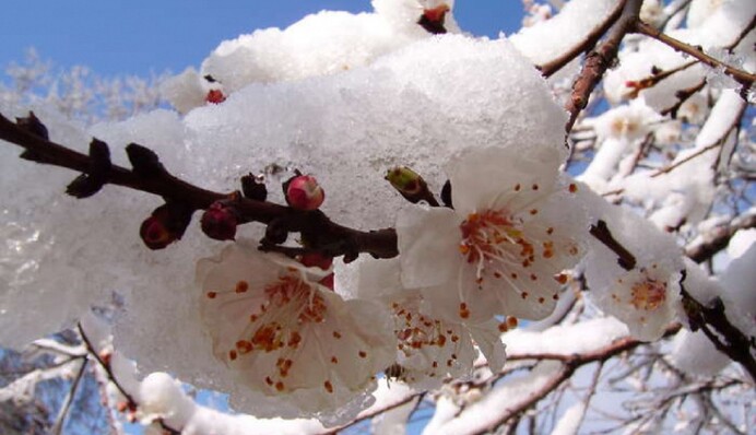 Как понять, что почки на плодовых деревьях замерзли, и как их реанимировать