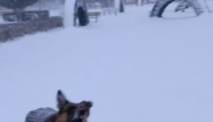 Москву завалило снегом