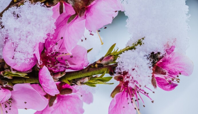 Зима в апреле: синоптики рассказали, где и когда ударят самые сильные морозы