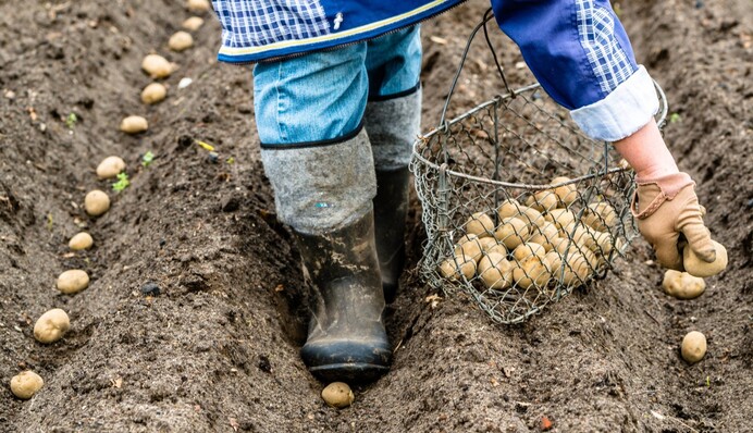 Фольга поможет увеличить урожай: интересный лайфхак для выращивания картофеля
