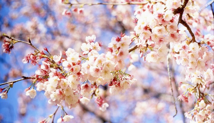 Какой будет погода на Вербное воскресенье: синоптики обновили прогноз