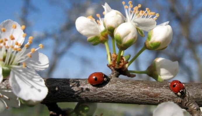 С зимы – сразу в лето: в Украину идет аномальное потепление