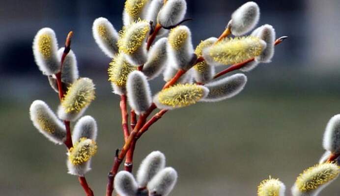 Вербное воскресенье 2025: откуда пошла традиция святить иву и что делают с освященными веточками