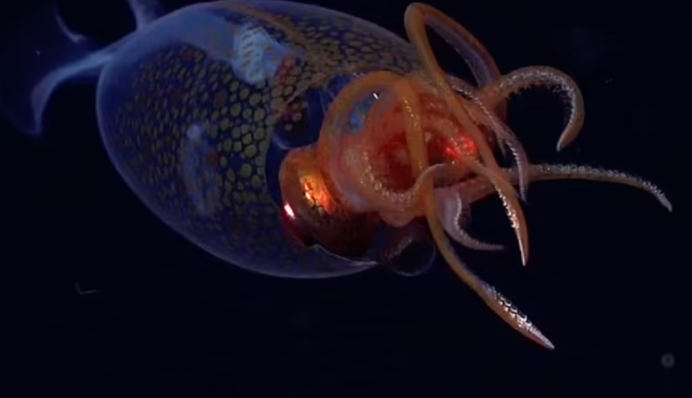 Вчені вперше зняли на відео невловимого  колосального кальмара – найбільшого безхребетного на Землі