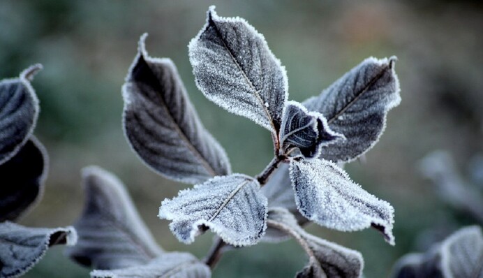 Будут ли морозы в мае: в Укргидрометцентре призвали украинцев не паниковать