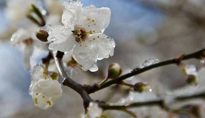 После аномальной жары — заморозки до - 5: когда ждать резкого похолодания