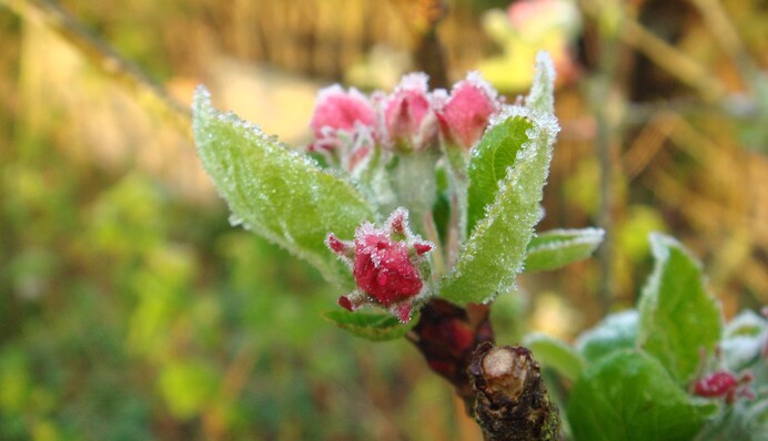 В Украину возвращаются заморозки до -6: где ждать сильнейшего похолодания