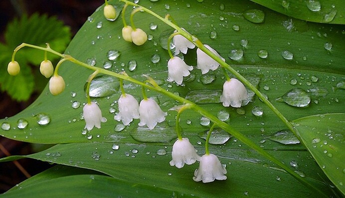 Дожди, грозы и заморозки: погода на выходных преподнесет "сюрпризы"