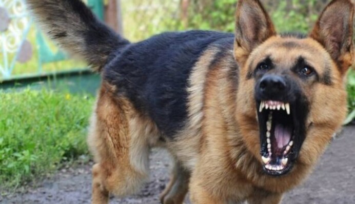 Собака накинувся на школярів у Броварах - багато поранених