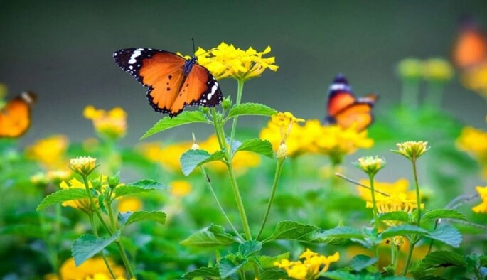 Погода взяла курс на лето: прогноз синоптика до конца недели