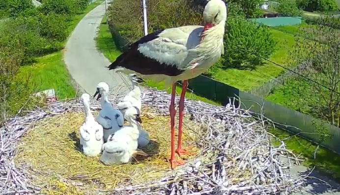 Трагедия в семье аистов Грицька и Одарки: что известно о судьбе пятого птенца