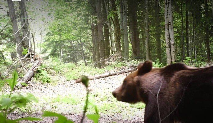 Прикордонники зафіксували ведмедя поблизу кордону — закликають бути обережними