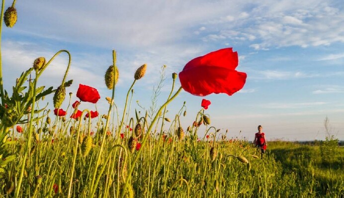 В Украину идет аномальная жара: где и когда ждать +39