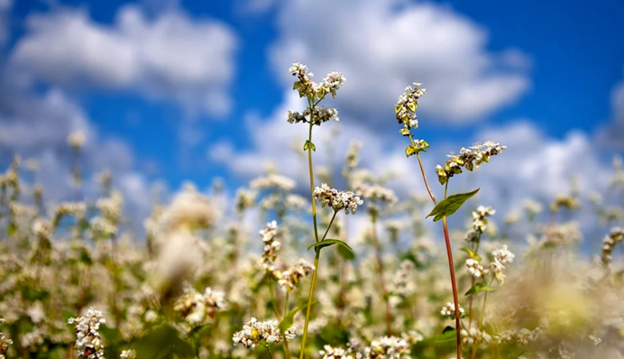 В этот день готовили блюда из гречки: какой праздник 13 июня и что нельзя делать