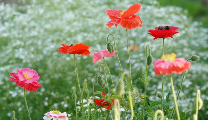 Коли в Україну прийде справжнє тепло: синоптики дали свіжий прогноз