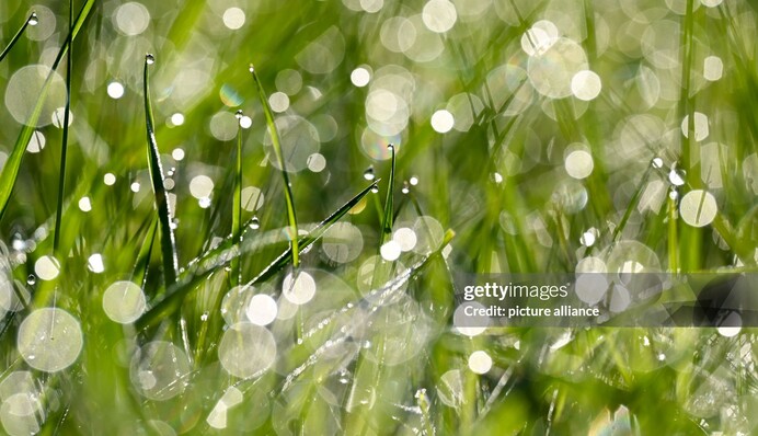 Роса в этот день имеет целебную силу: какой праздник 18 июня, традиции и приметы