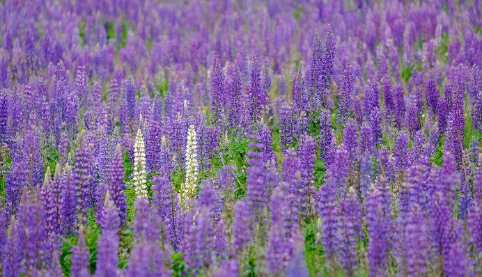 Когда в Украину вернется настоящее летнее тепло: свежий прогноз Укргидрометцентра