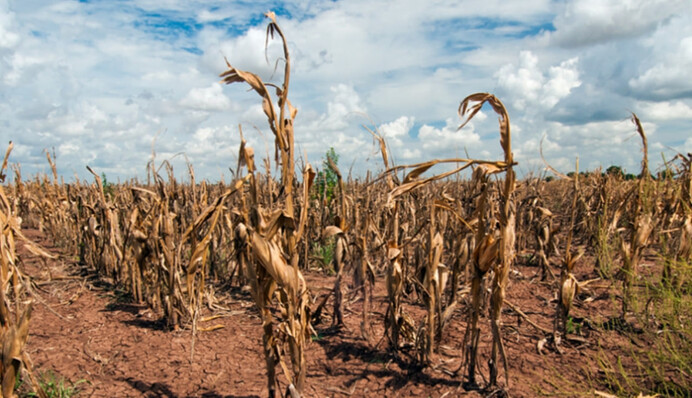 К 2050 году почти половина территории Украины может стать засушливой — прогноз климатологов