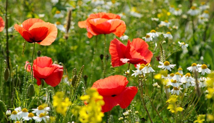 В Украину идет 35-градусная жара: когда ждать долгожданные "плюсы"