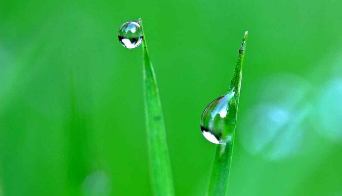 Зробіть собі оберіг з цілющих трав: яке свято 25 червня і чому сьогодні не можна купатися