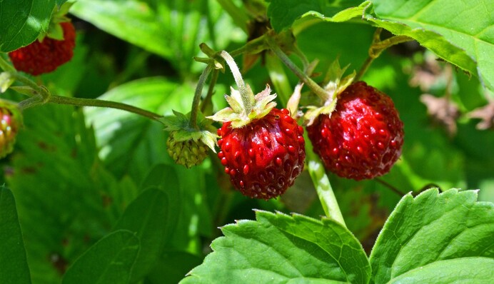 День суниць: яке свято 26 червня і що треба зробити в цей день