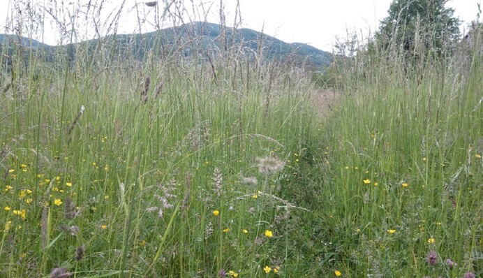 27 червня — Самсона Сіногноя: прикмети на дощ і що обов’язково треба зробити цього дня