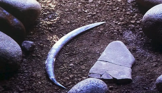 В Польше нашли самый старый в мире бумеранг, которому более 40 тысяч лет