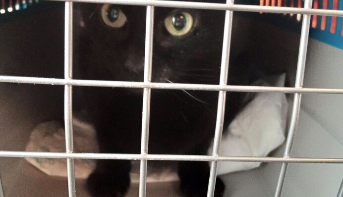 Уряд затвердив нові правила перевезення тварин у автобусах