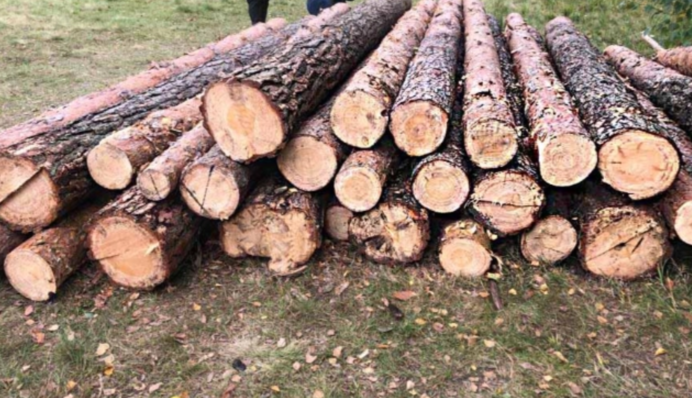 Планировал вывезти 565 сосен: экс-чиновник ОВА Киевщины пойдет под суд