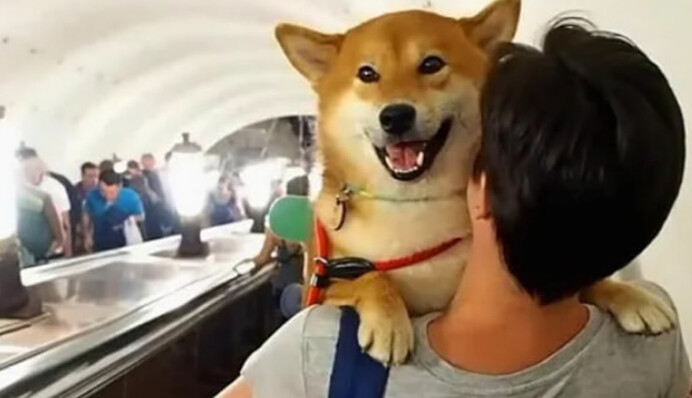 ​Чи можна буде їздити з собакою в метро без клітки? У Києві стартувало опитування