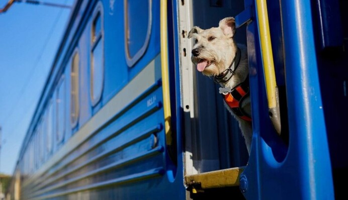 Укрзалізниця оновила правила перевезення тварин у поїздах – деталі