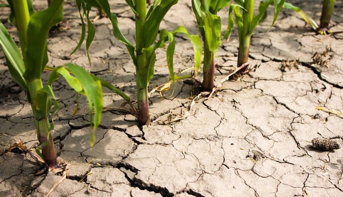 Шість областей України потерпають від посухи — міністр