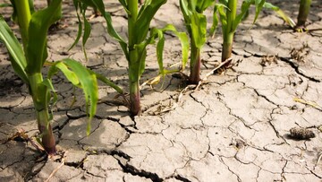 Шесть областей Украины страдают от засухи - министр