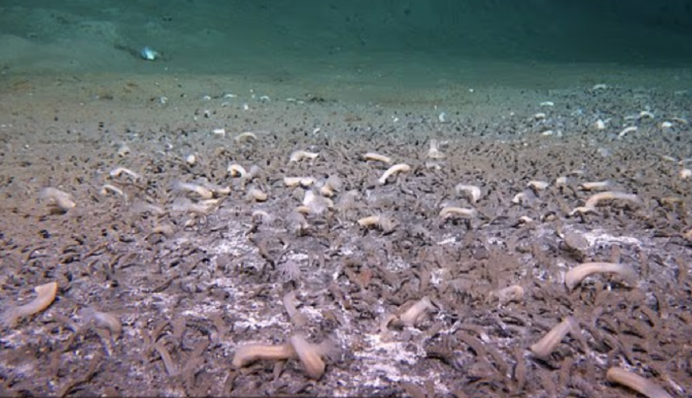 Вчені знайшли невідомих істот на 11-кілометровій глибині: така форма життя може існувати поза Землею