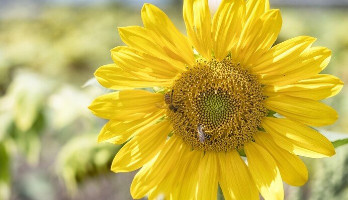 Дожди возьмут перерыв: какую погоду ждать на выходных