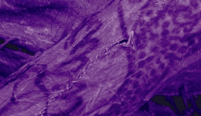 Вчені виявили вишукані татуювання на тілі 