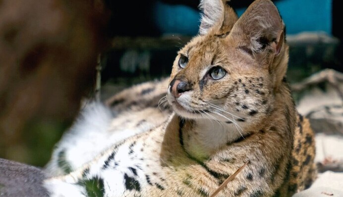 В Киевском зоопарке обустроили дом для спасенных из Донбасса сервалов