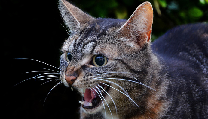 Спалах сказу в Україні: як захистити себе та домашніх улюбленців