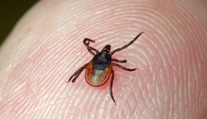 Клещи и болезнь Лайма: чем опасна и как защититься